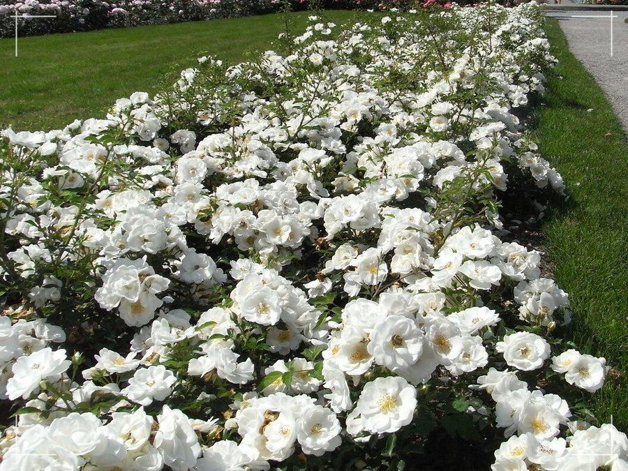 Innocencia róża okrywowa